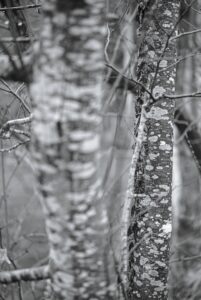 Lichen Patterns