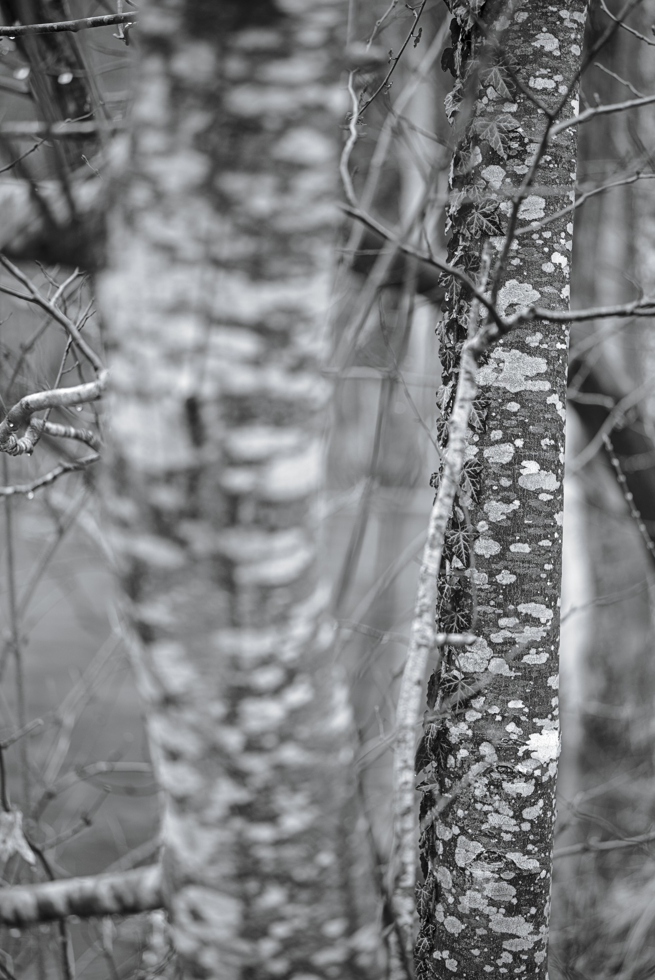 Lichen Patterns