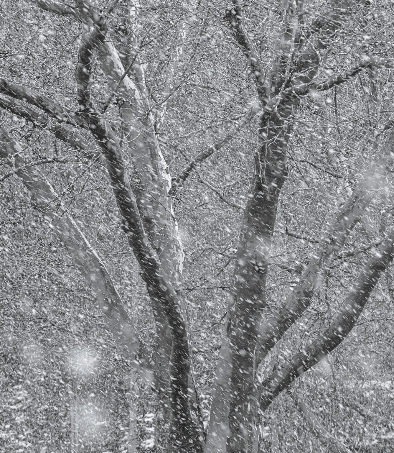 March Snowfall