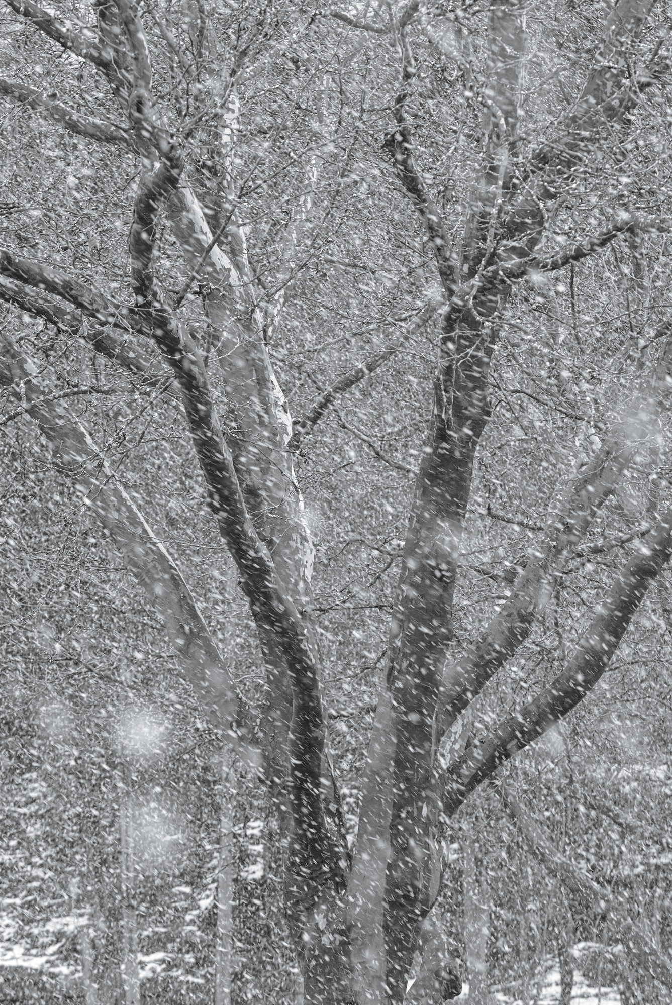March Snowfall
