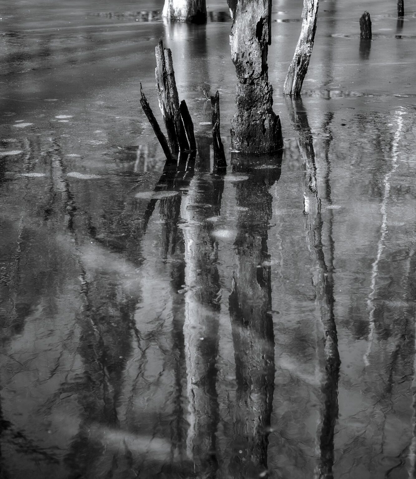 Stumps, Ice, Water