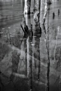 Stumps, Ice, Water