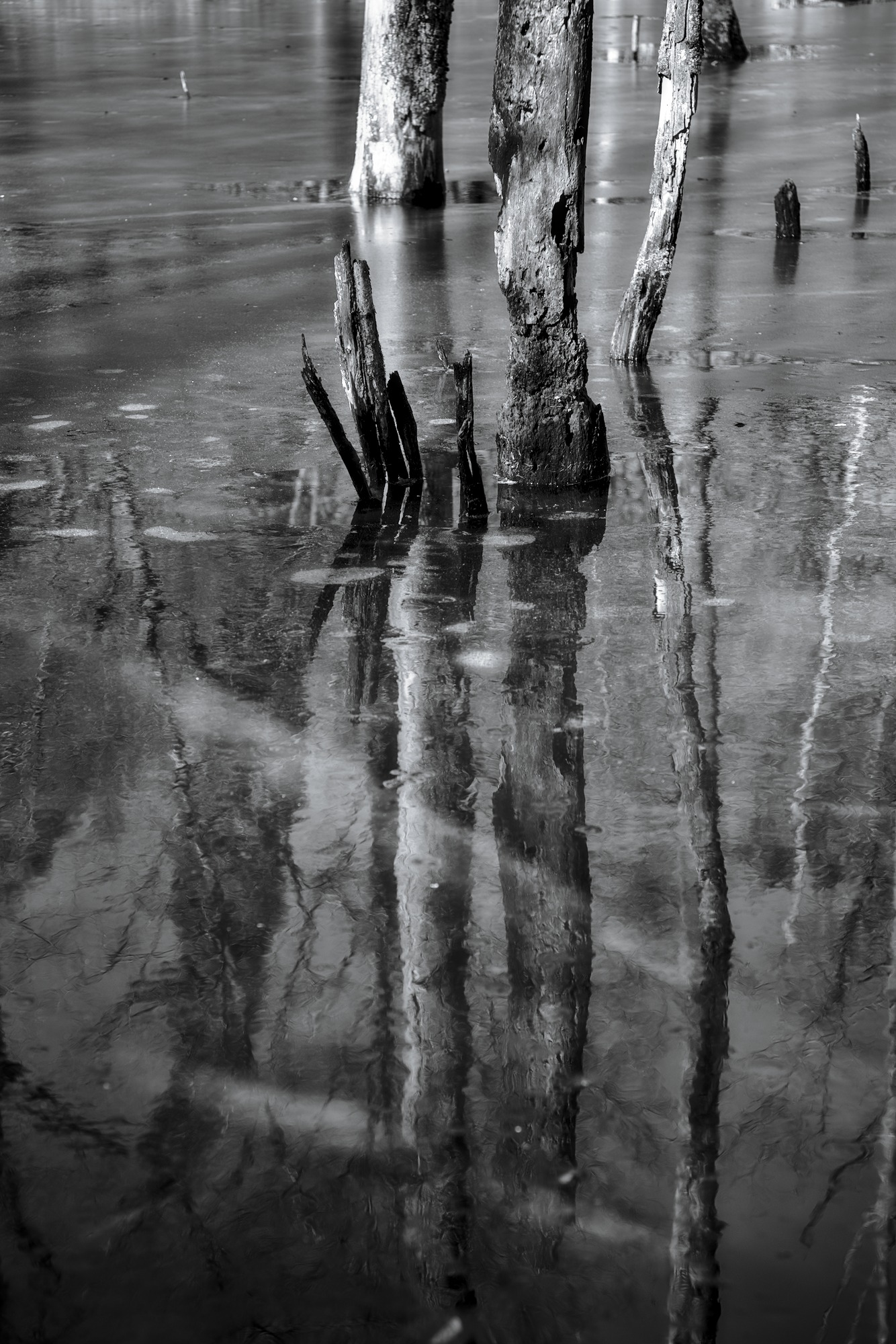 Stumps, Ice, Water