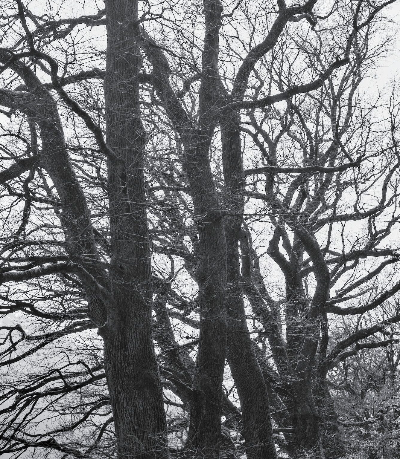 As Oak as it can get