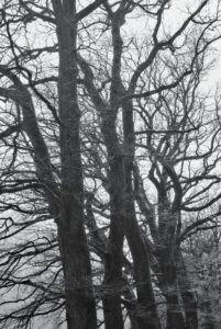 As Oak as it can get