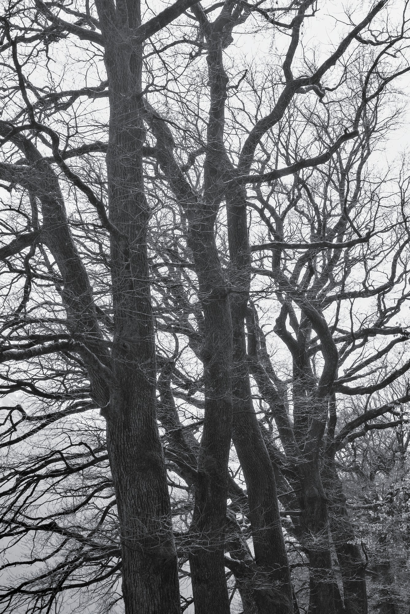 As Oak as it can get