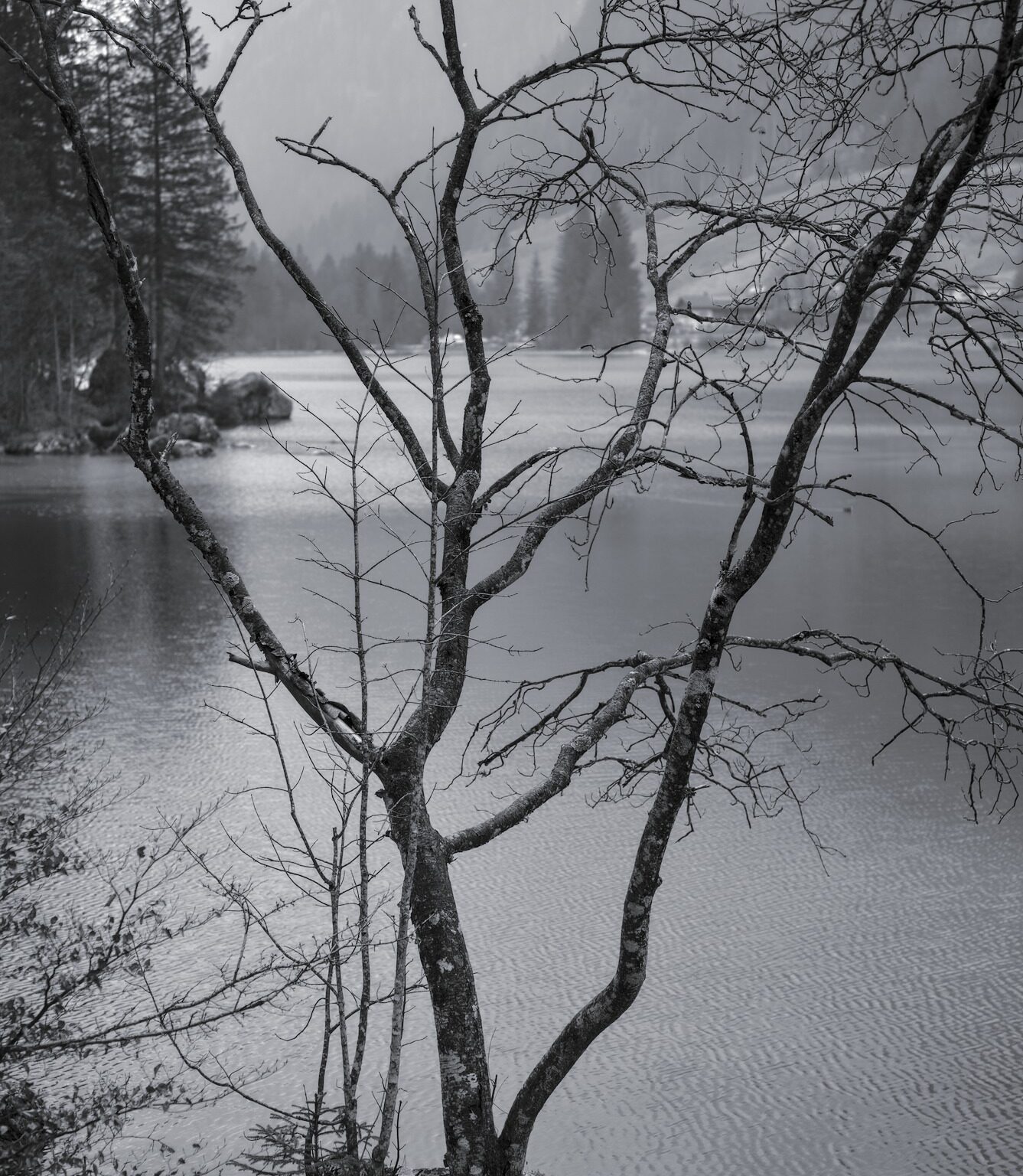 Bare Alder