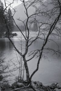 Bare Alder