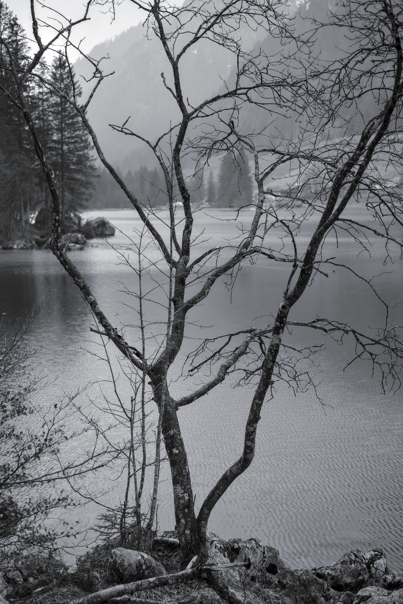 Bare Alder