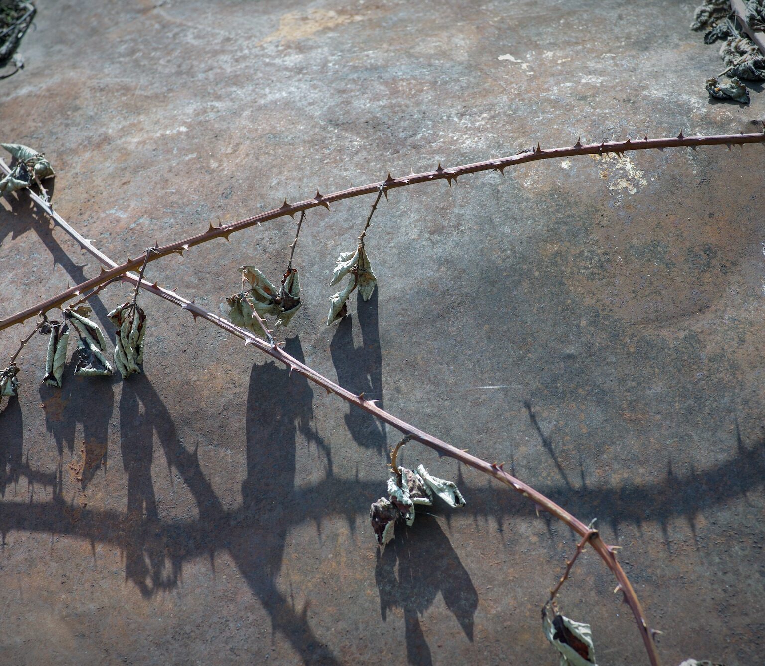 Brambles on display