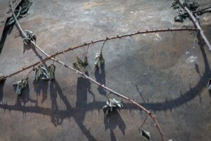 Brambles on display
