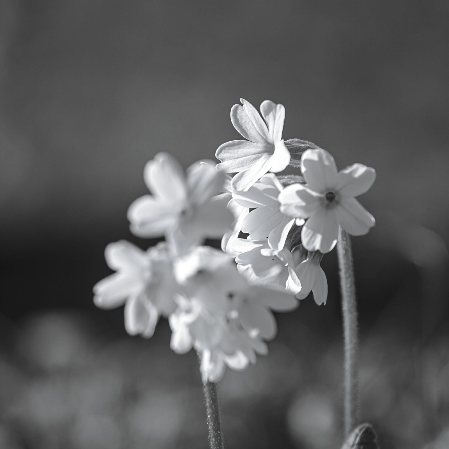 Cowslip Primrose