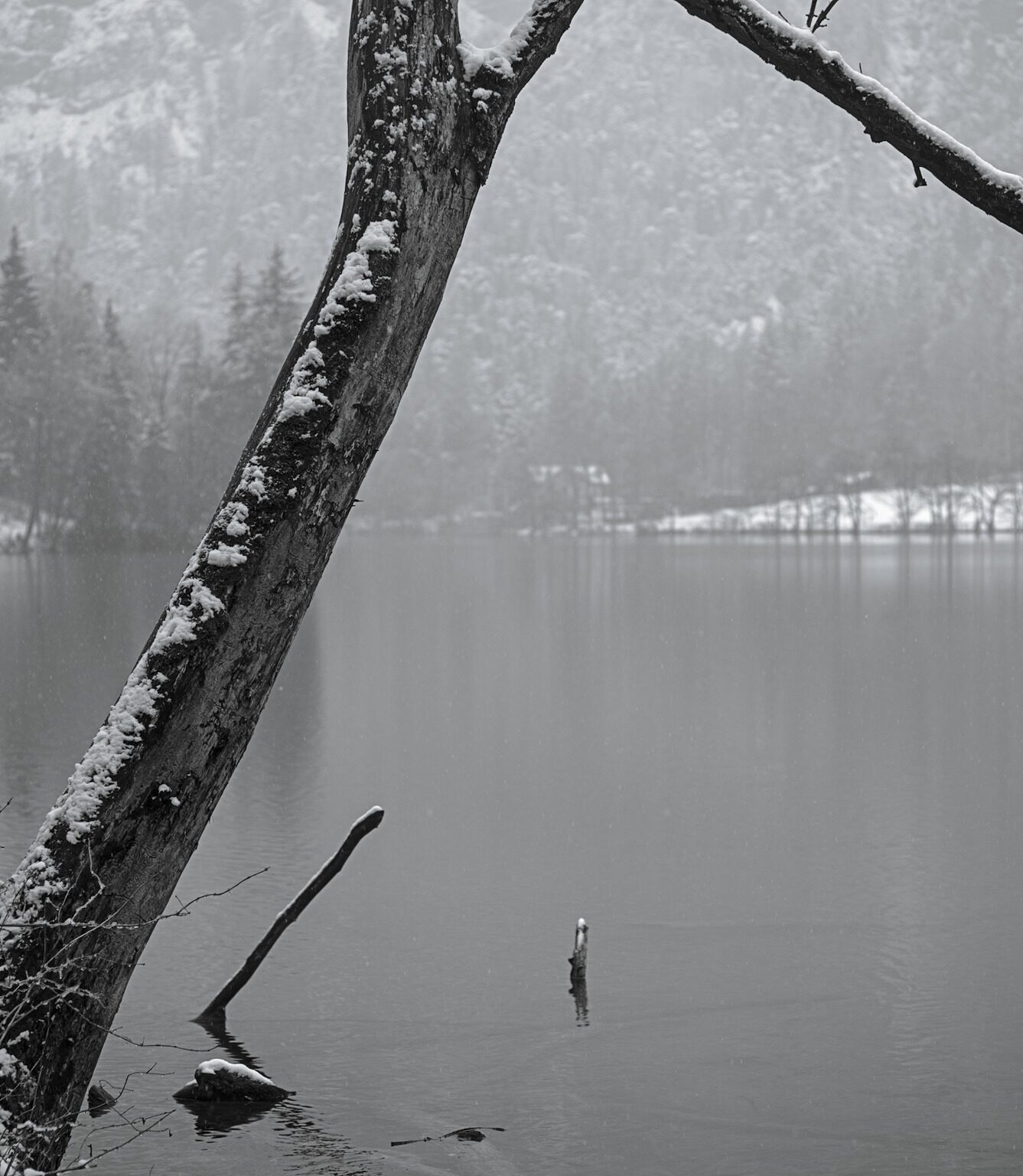 Crooked Tree