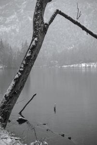 Crooked Tree