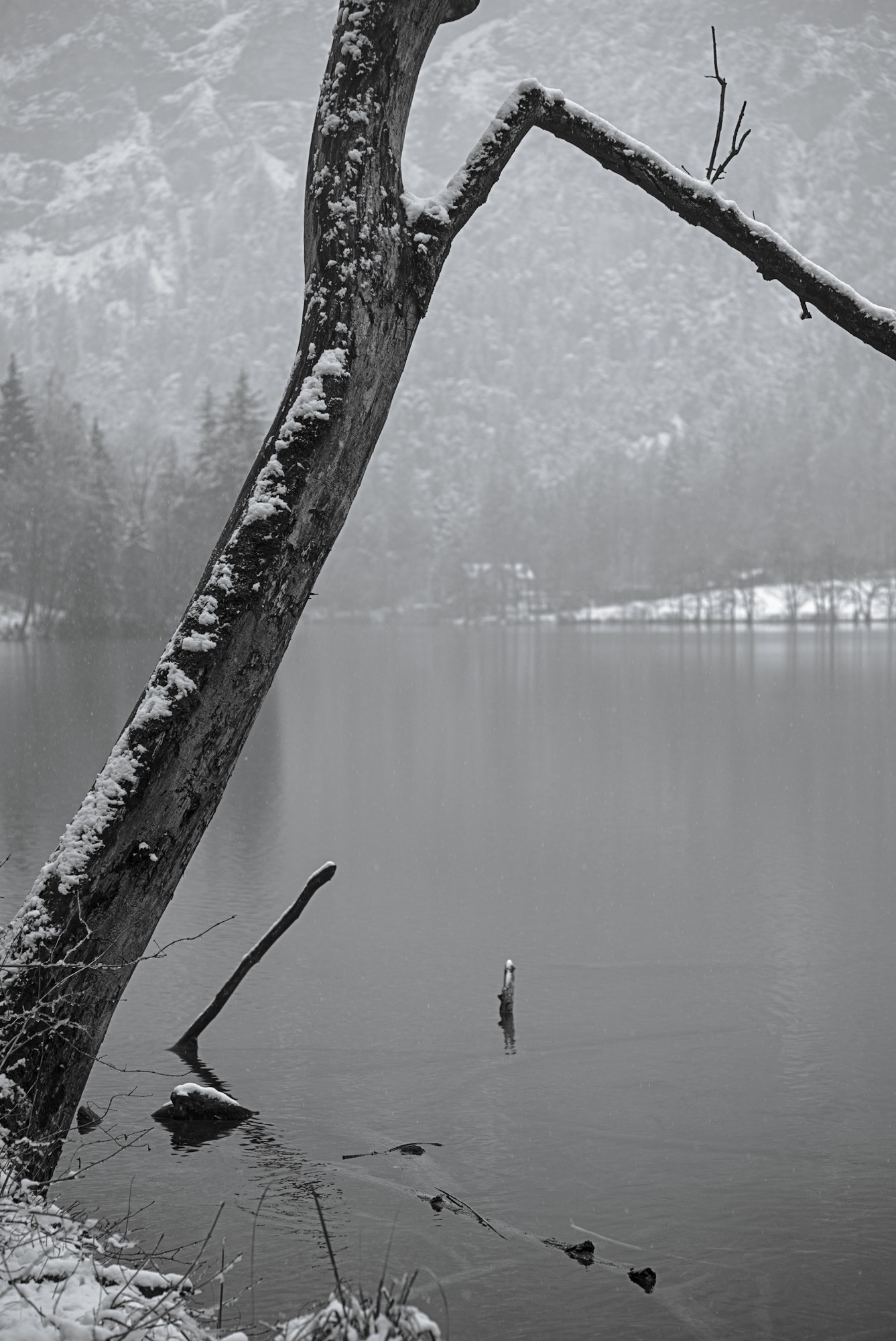Crooked Tree