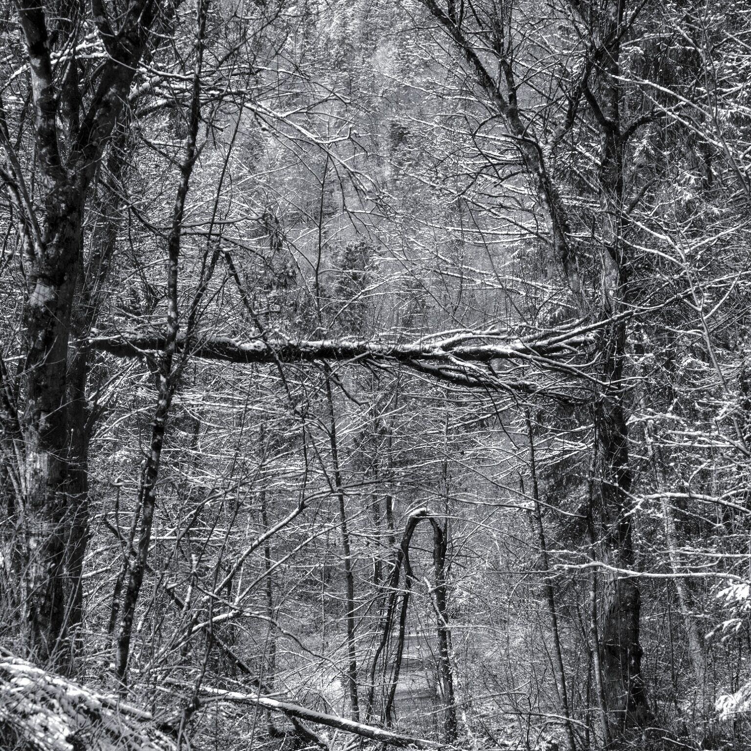 Enchanted Forest