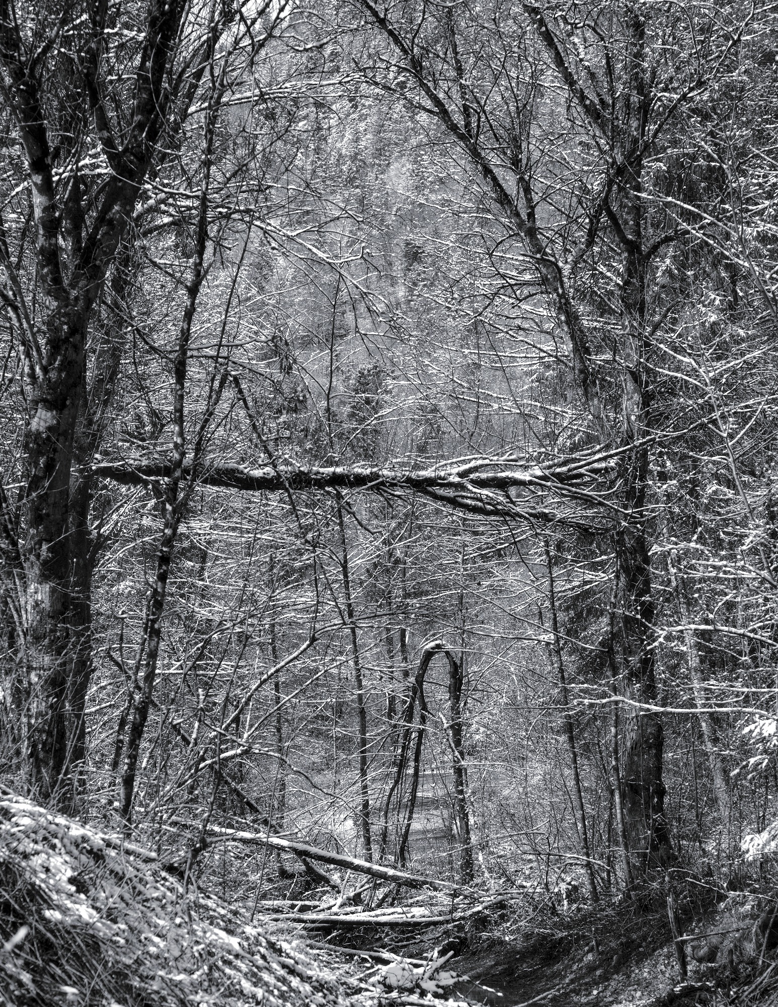 Enchanted Forest
