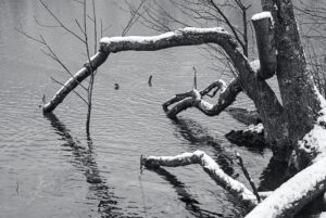 Fallen Trees