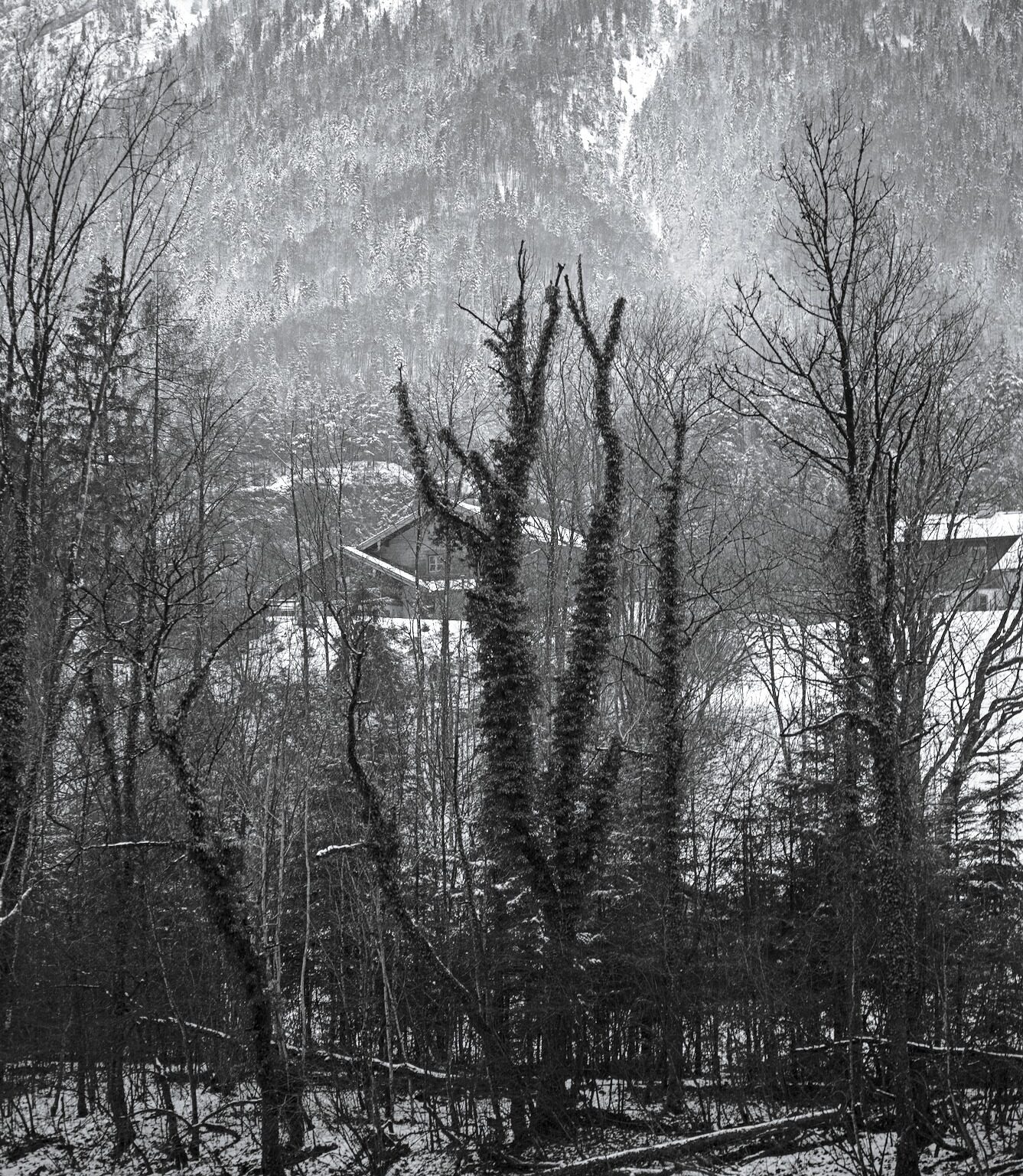 Ivy-covered Trees