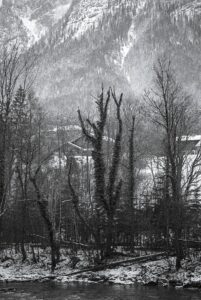 Ivy-covered Trees