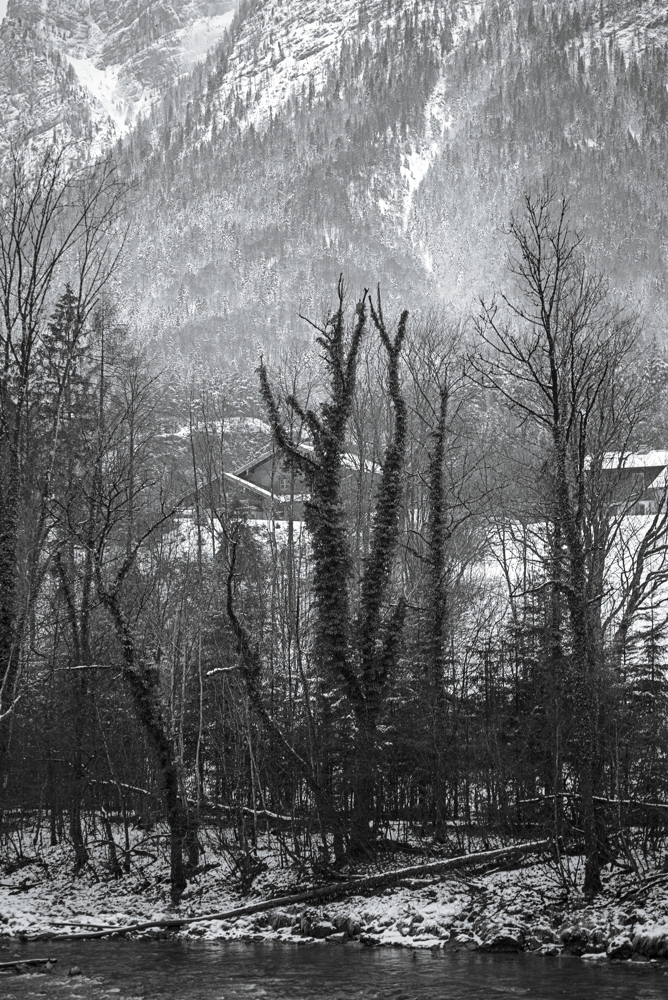 Ivy-covered Trees