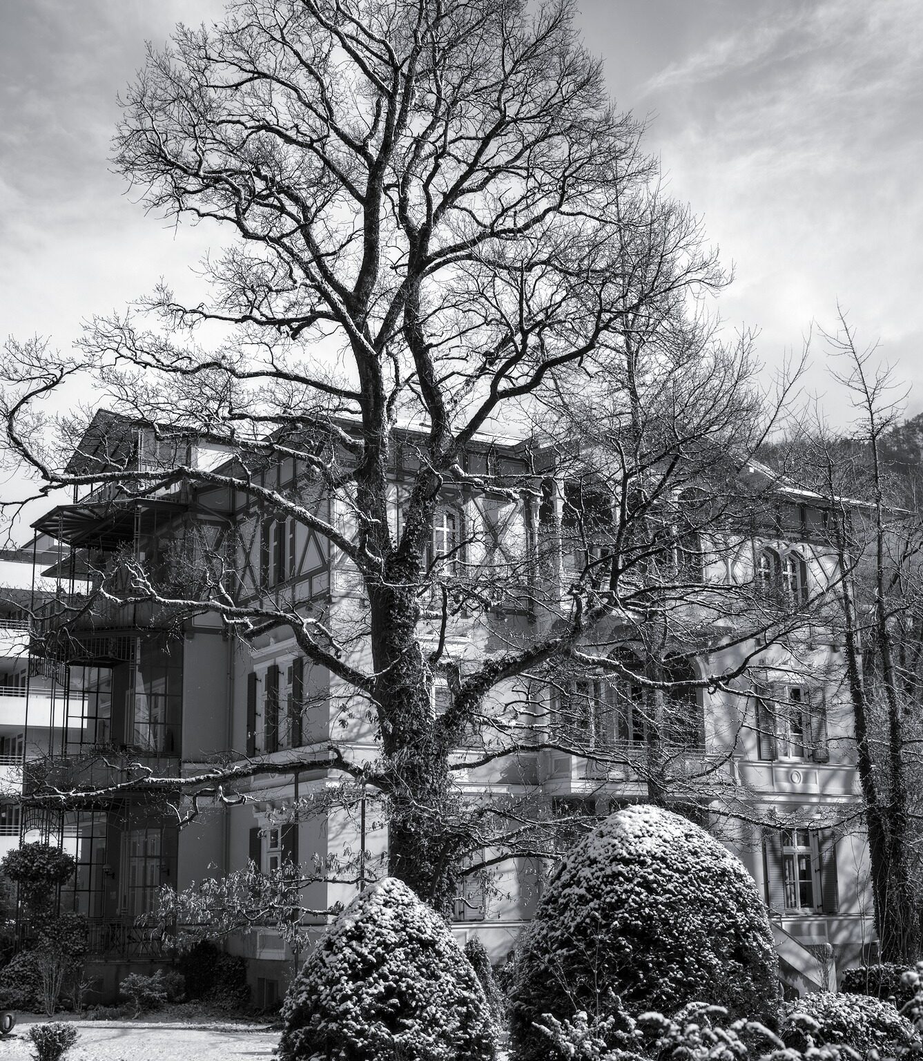 Oak Tree and Villa