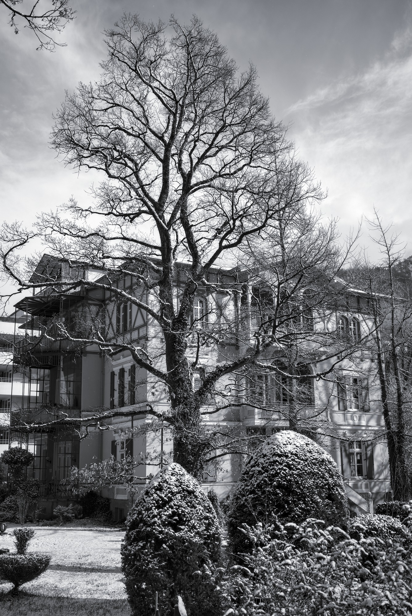 Oak Tree and Villa