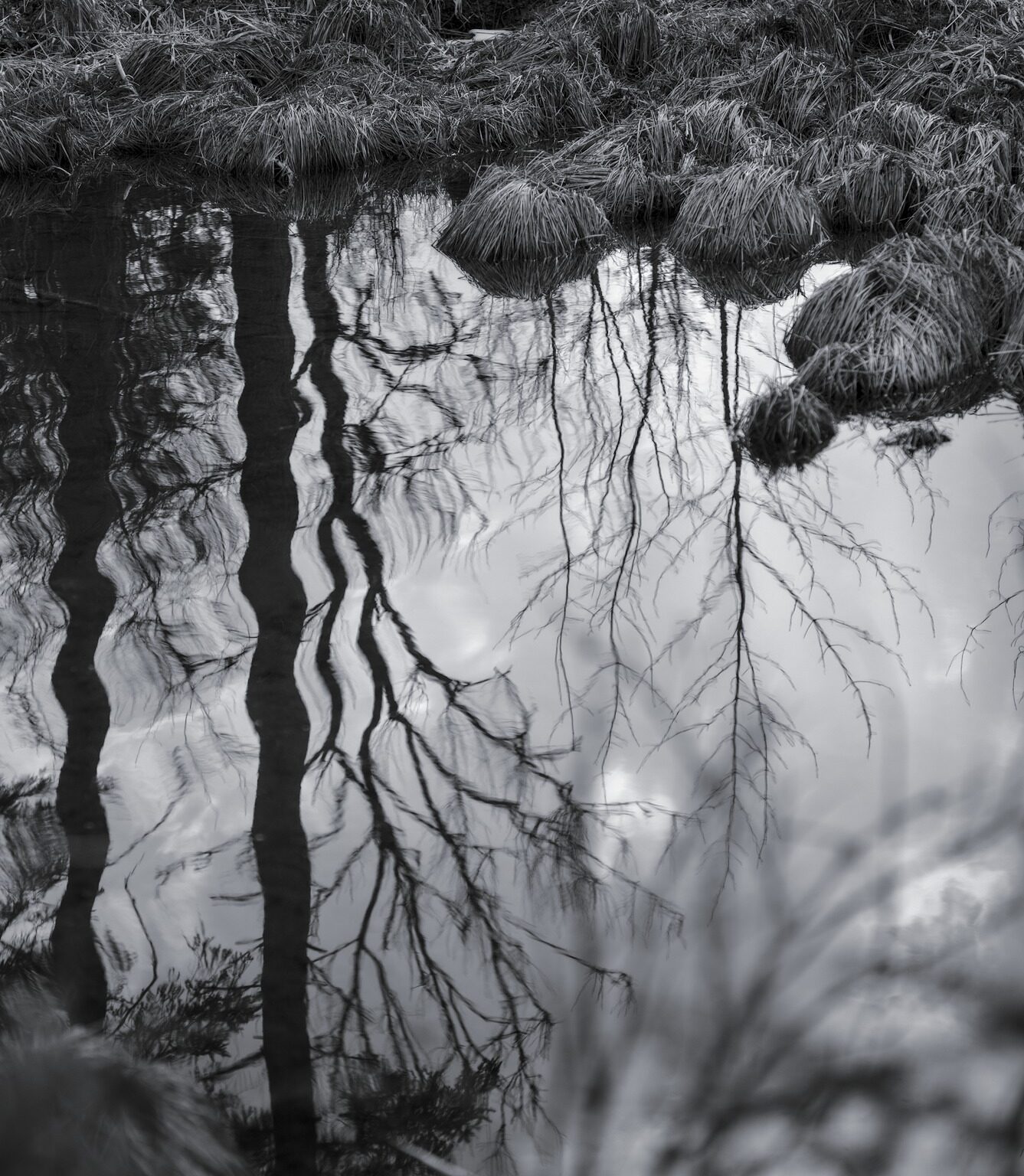 Ripples