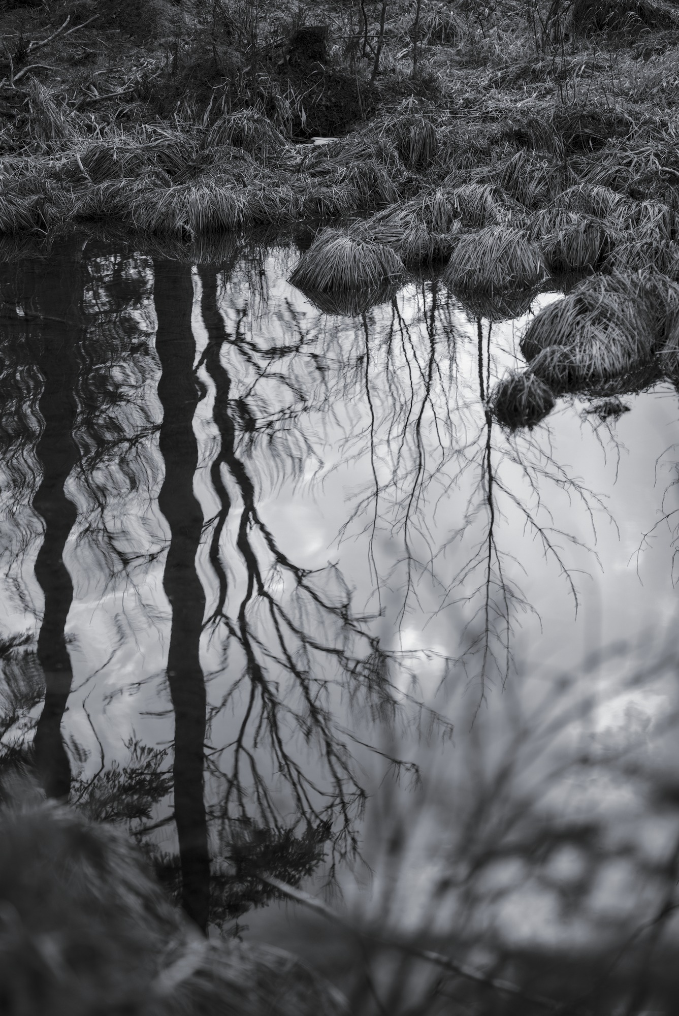 Ripples