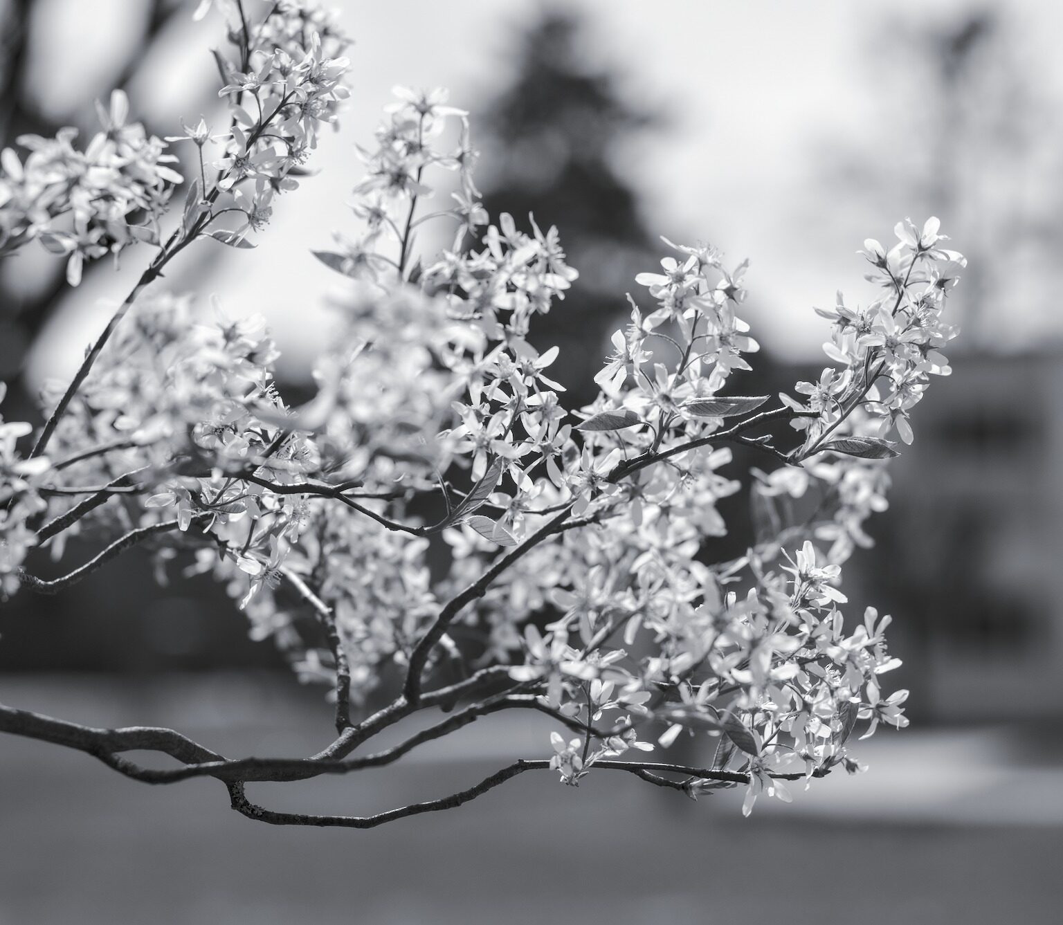 Shadbush blooming