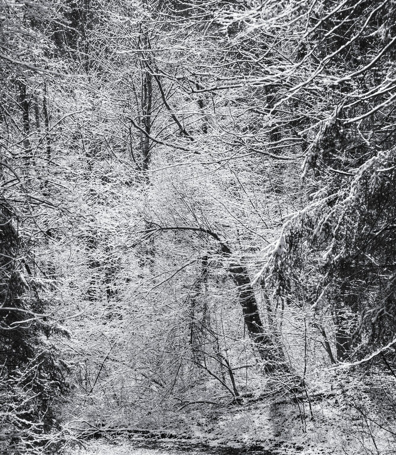 Snow-covered Abundance