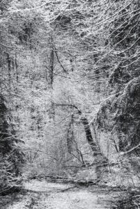 Snow-covered Abundance