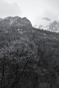 Spring in the Valley
