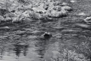 Stone in the Pond
