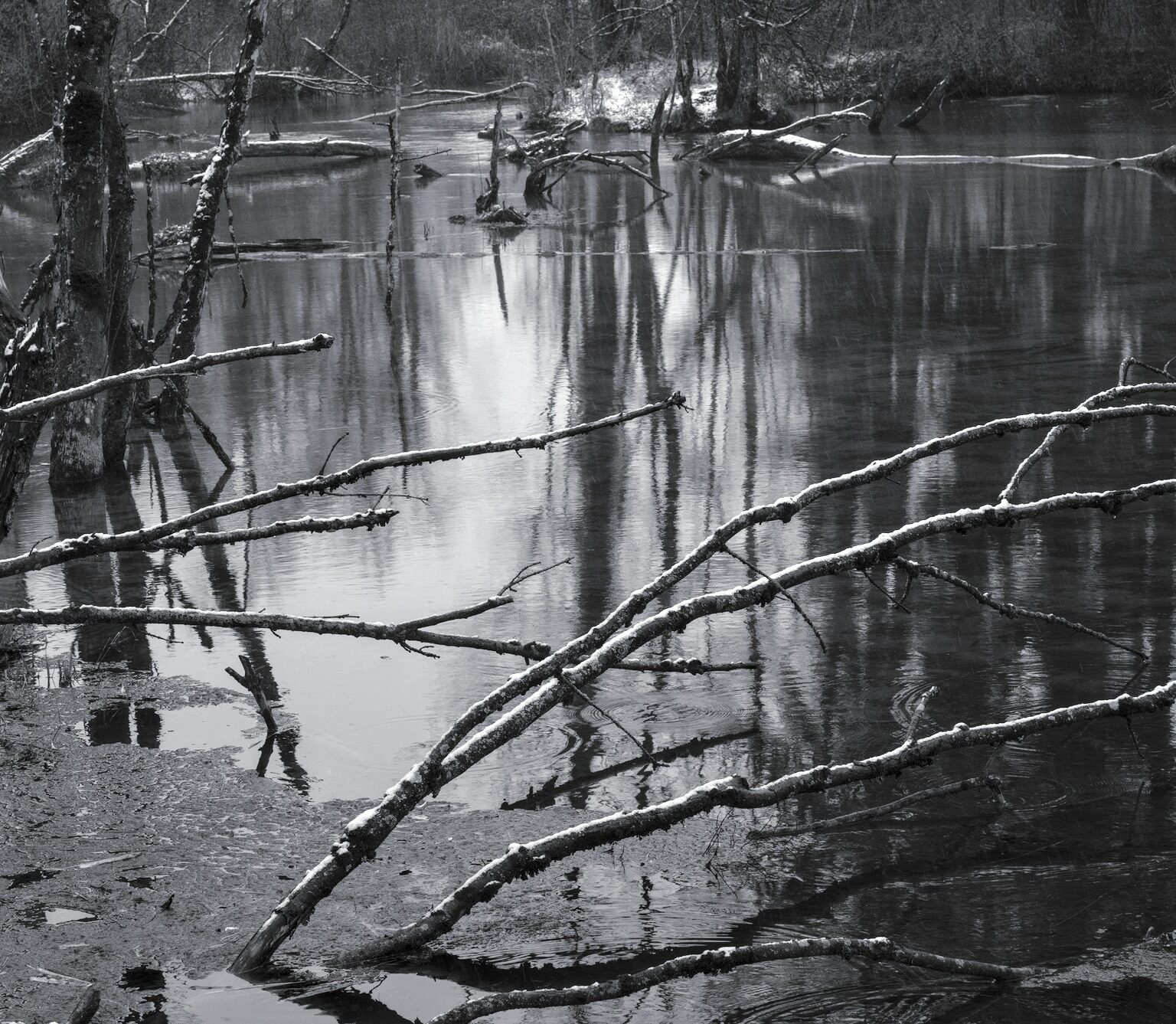 Swamp, Branches highlighted by Snow