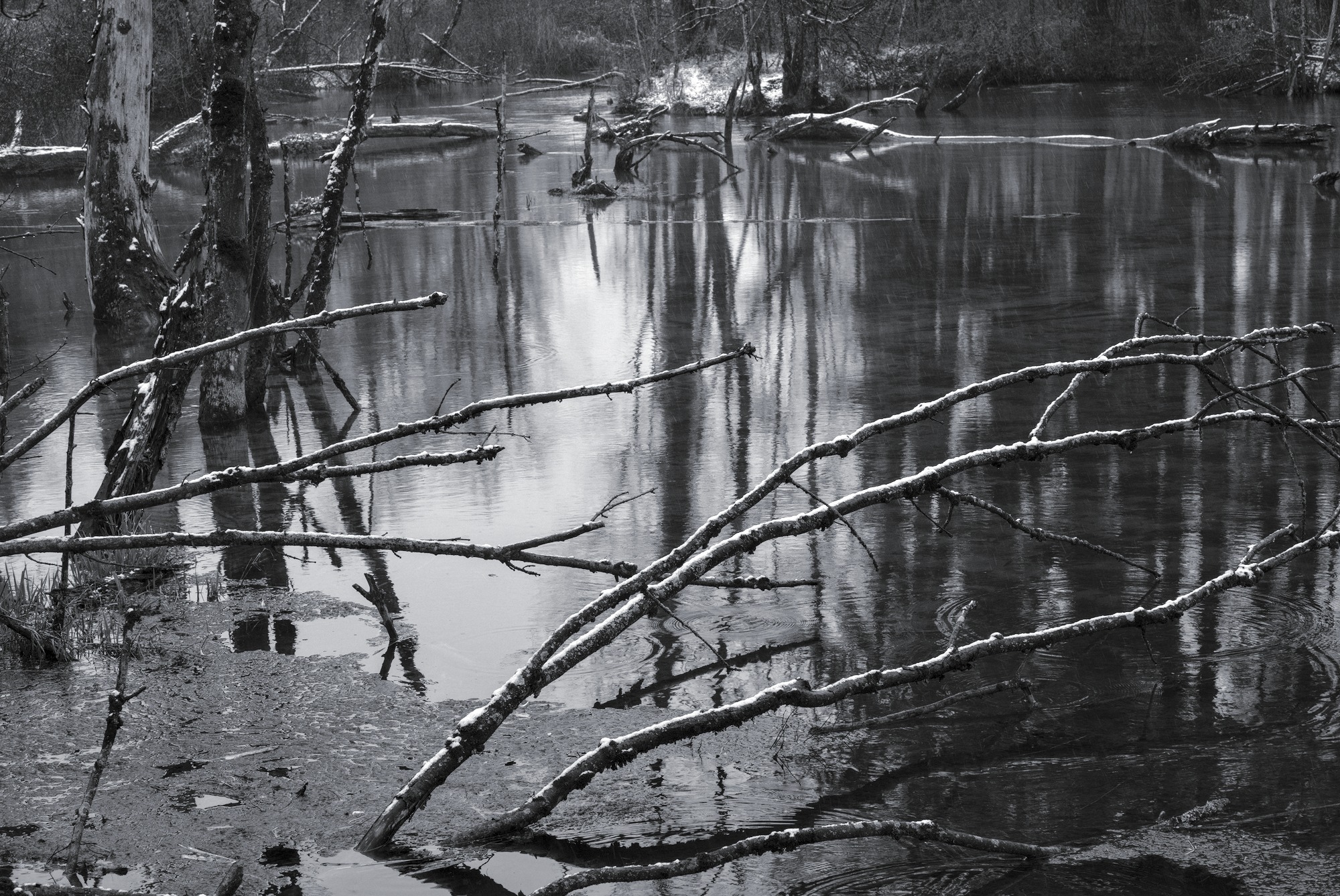 Swamp, Branches highlighted by Snow