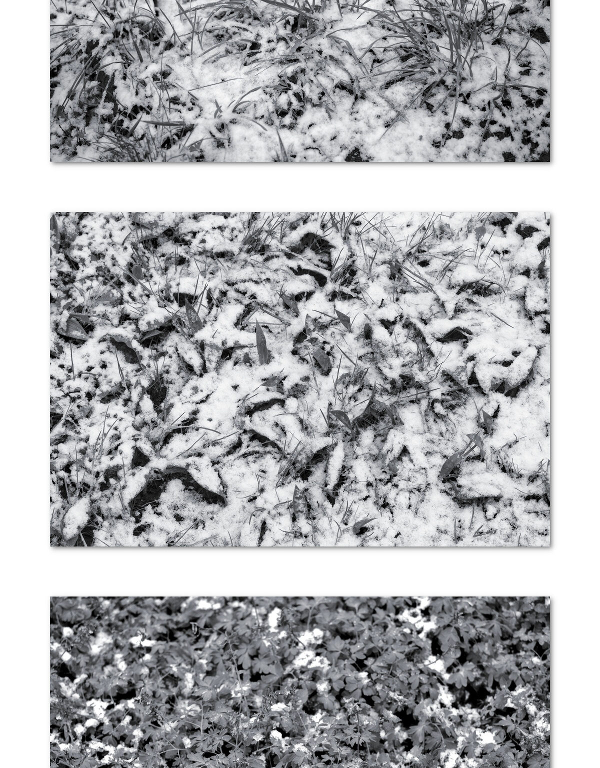 Ground Covering
