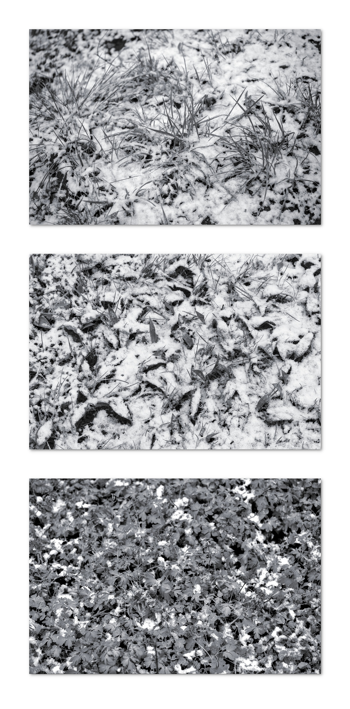 Ground Covering