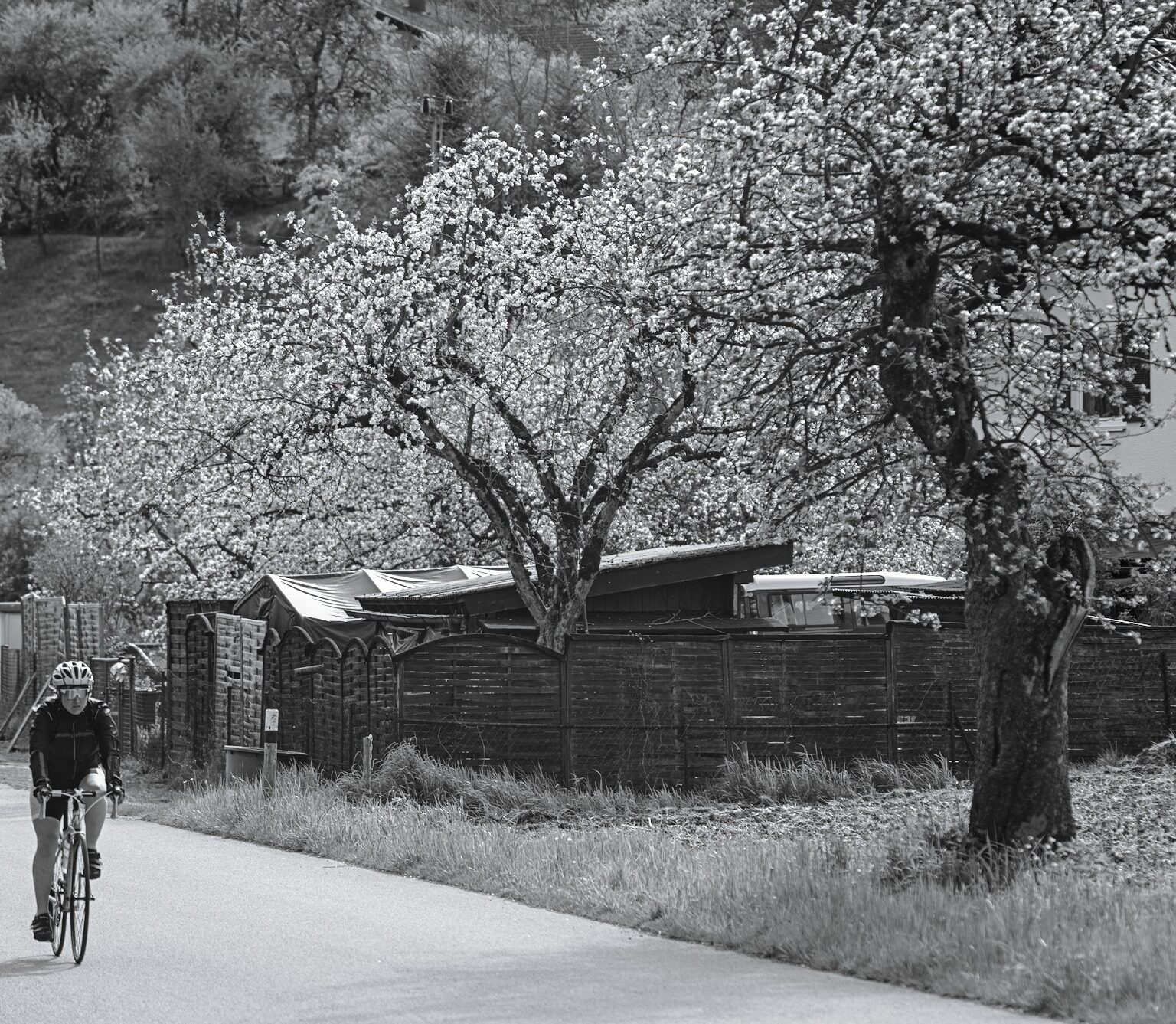 Apple Trees along the Road