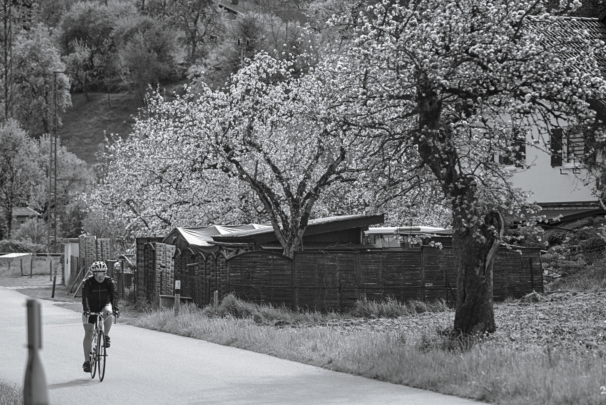 Apple Trees along the Road