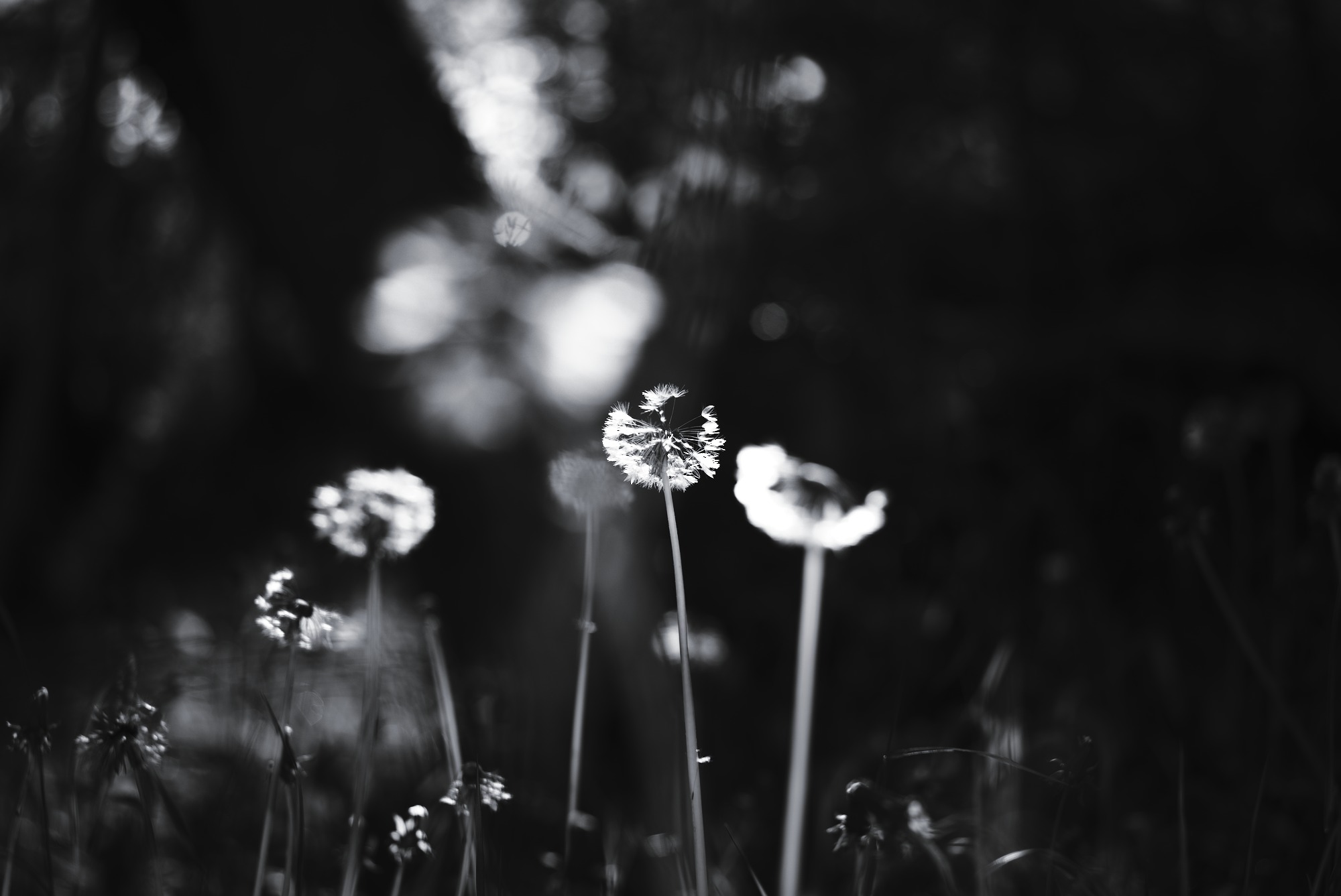 Blinding Pre-Summer Light