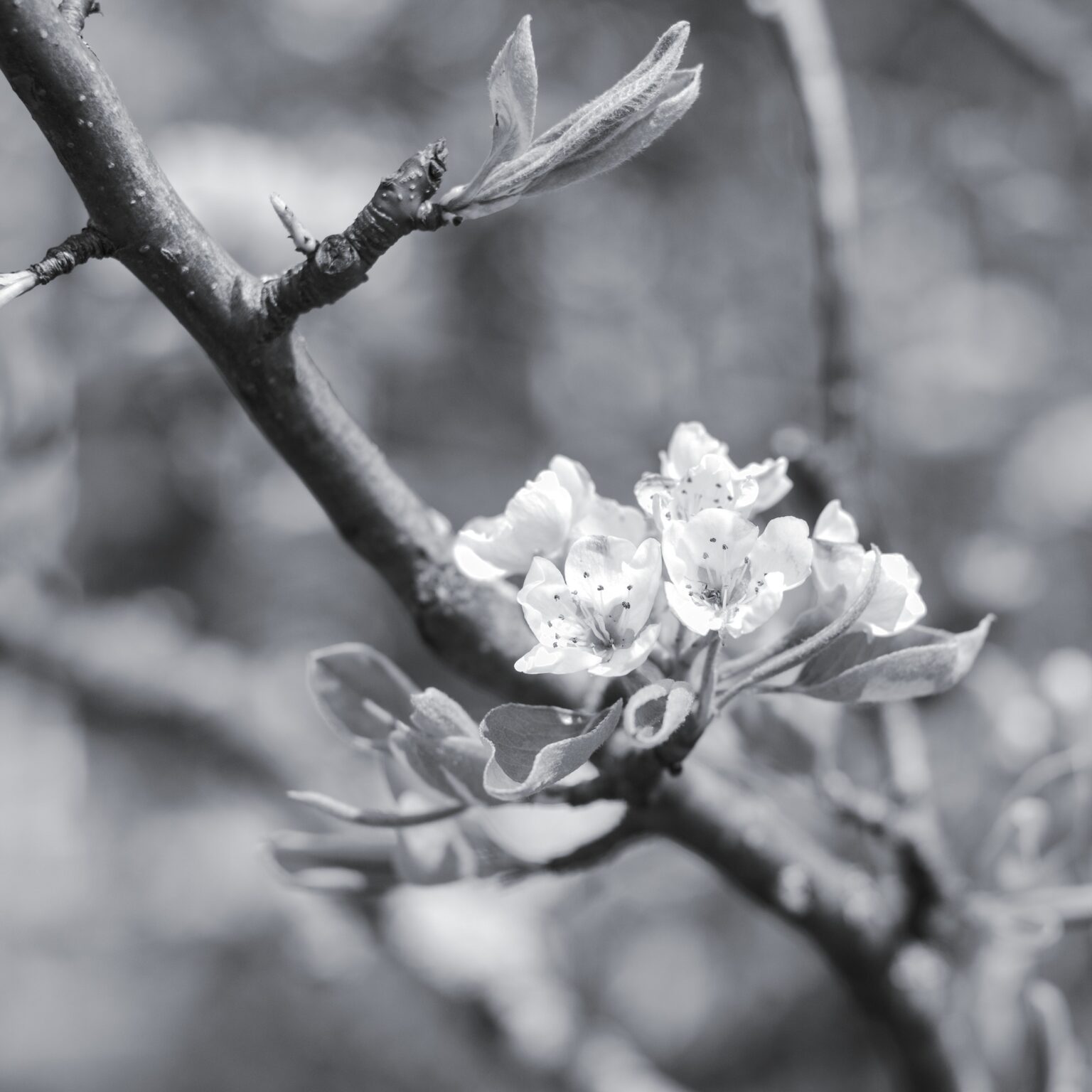 Cherry Blossom