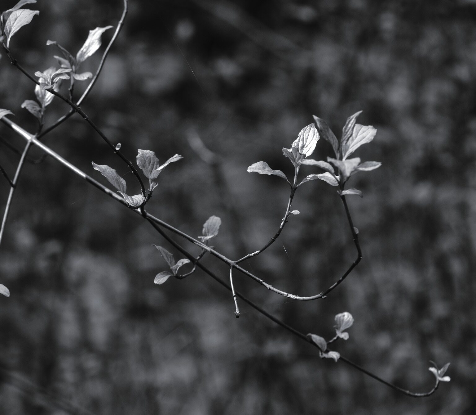 Clematis on the Prowl