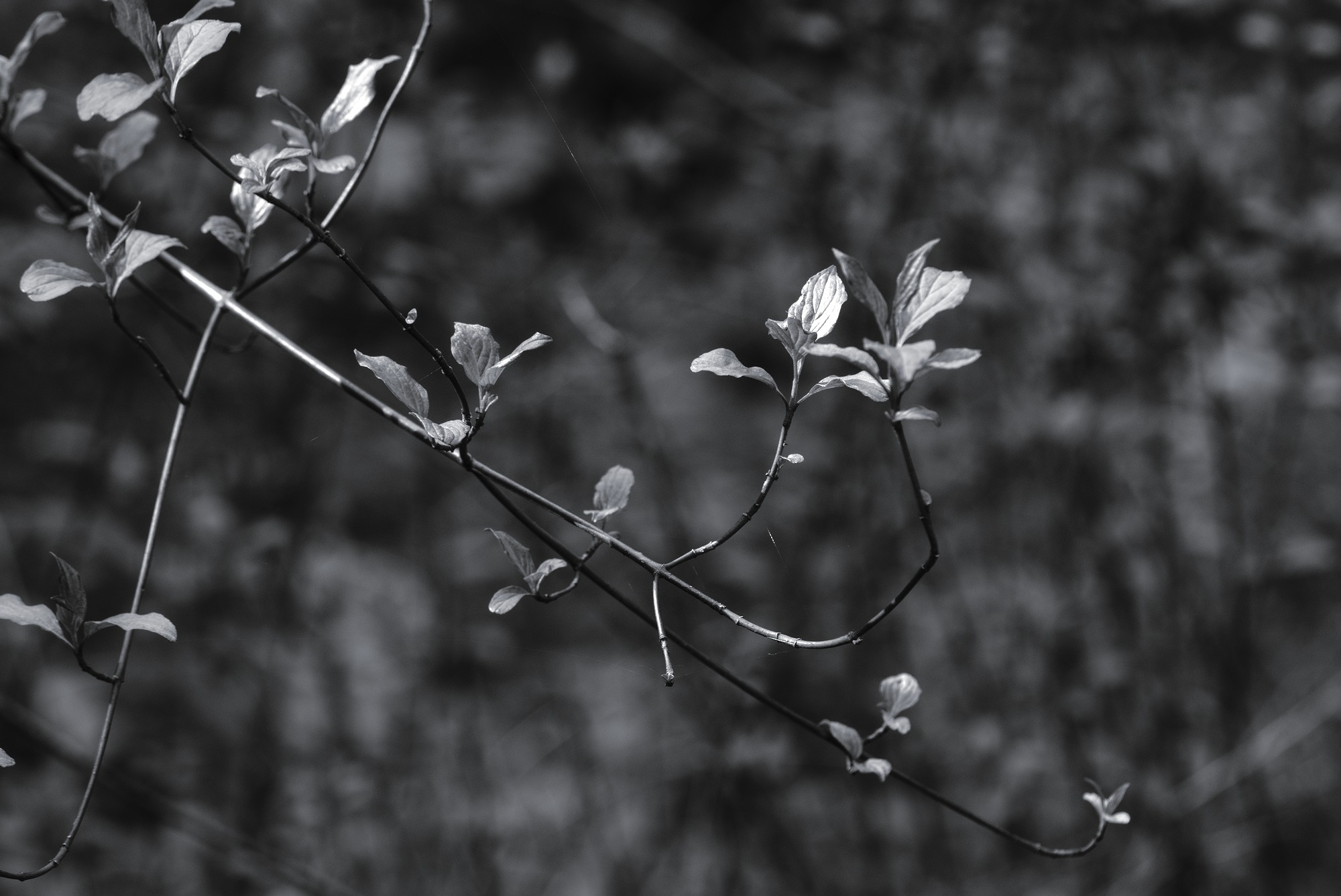 Clematis on the Prowl