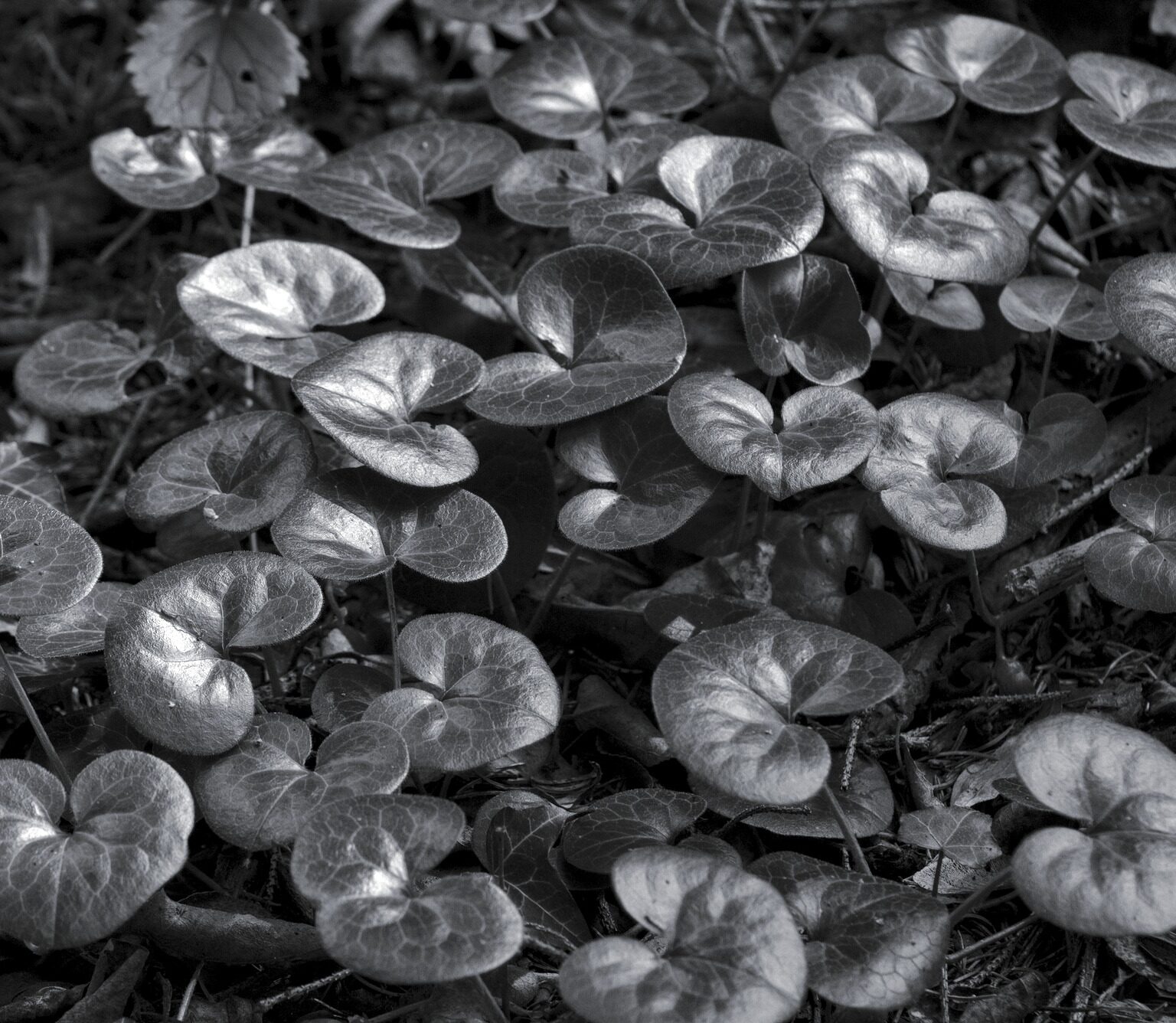 Cyclamen Nest
