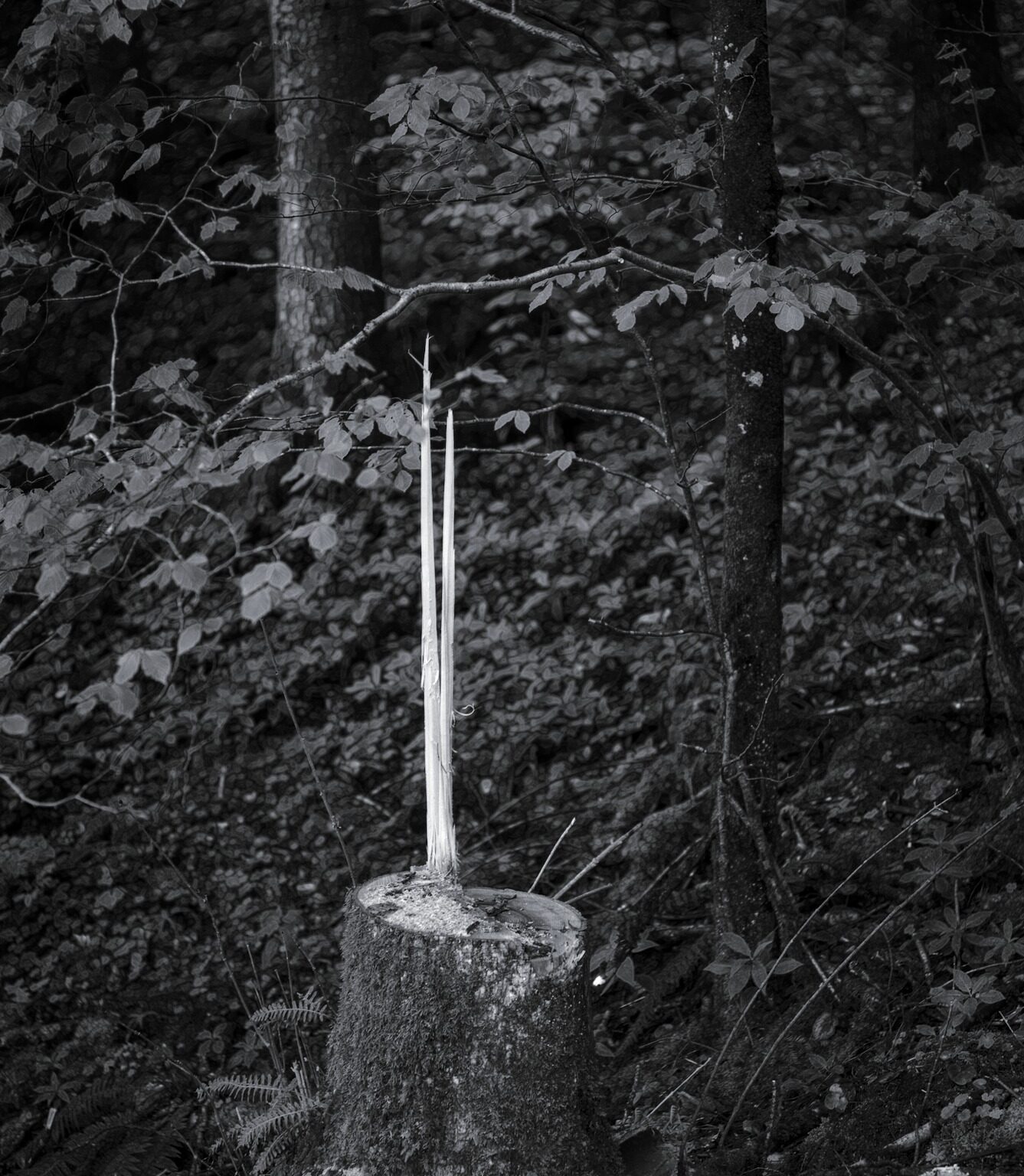 Darting Flame