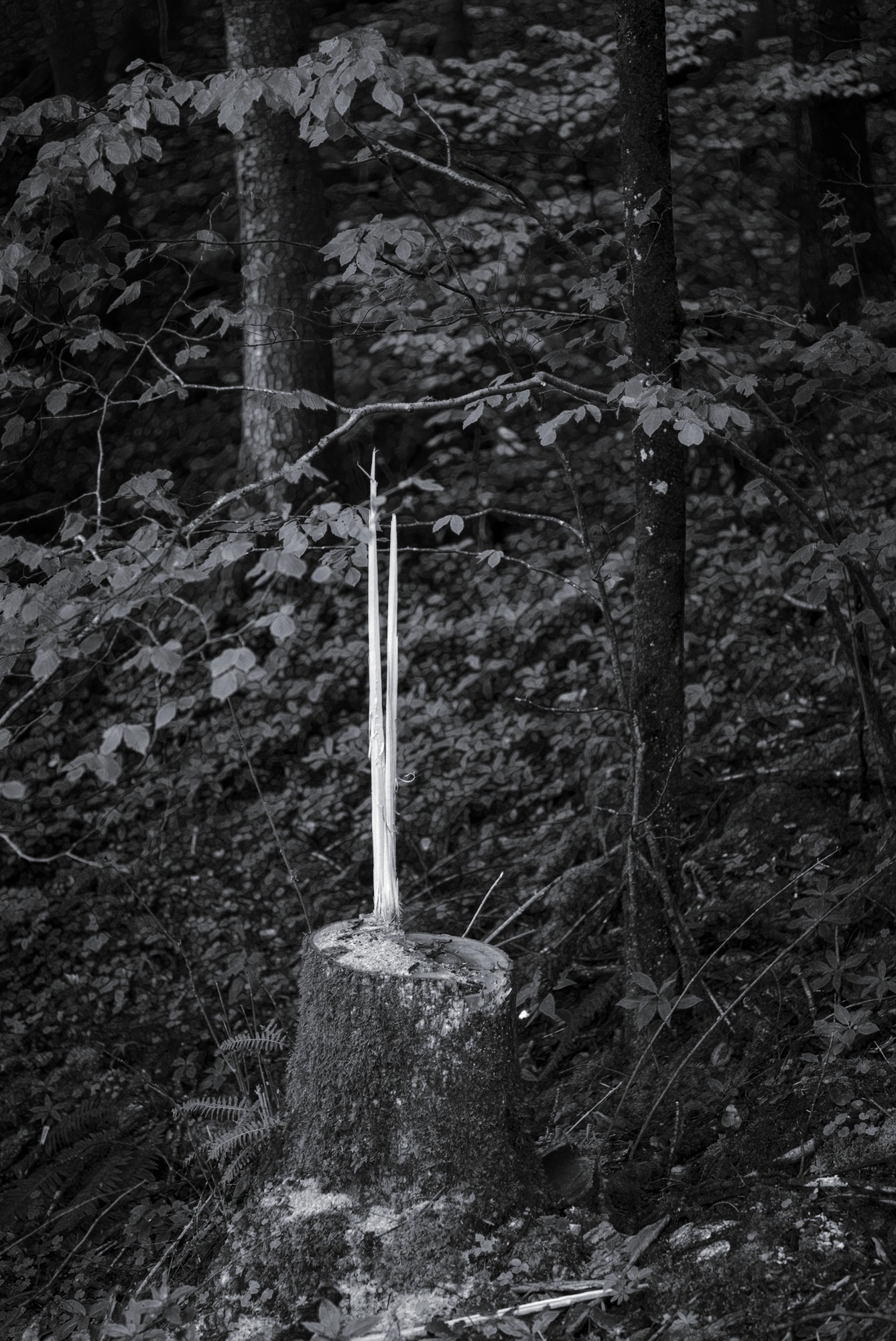 Darting Flame