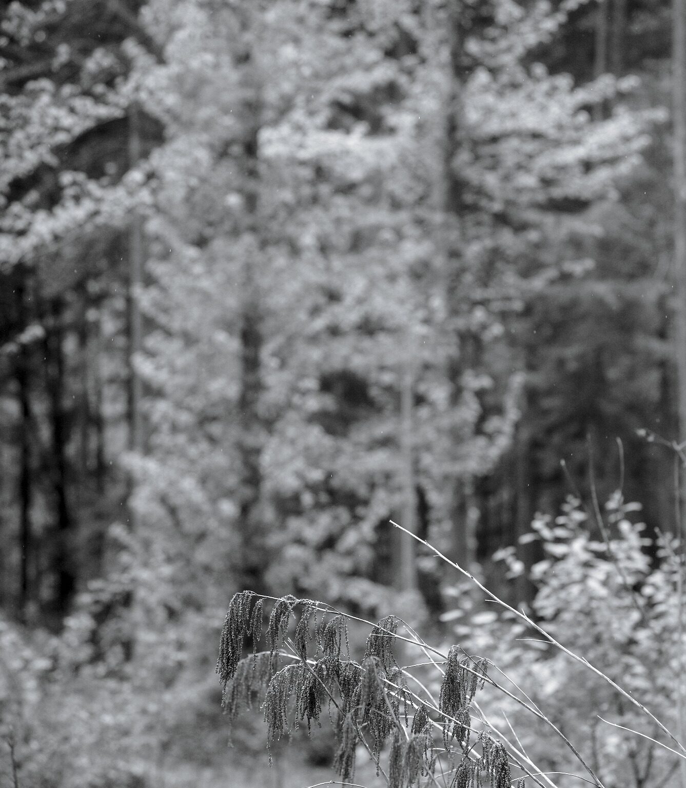 Dried Bride’s Feathers in Drizzle