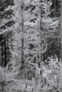 Dried Bride’s Feathers in Drizzle