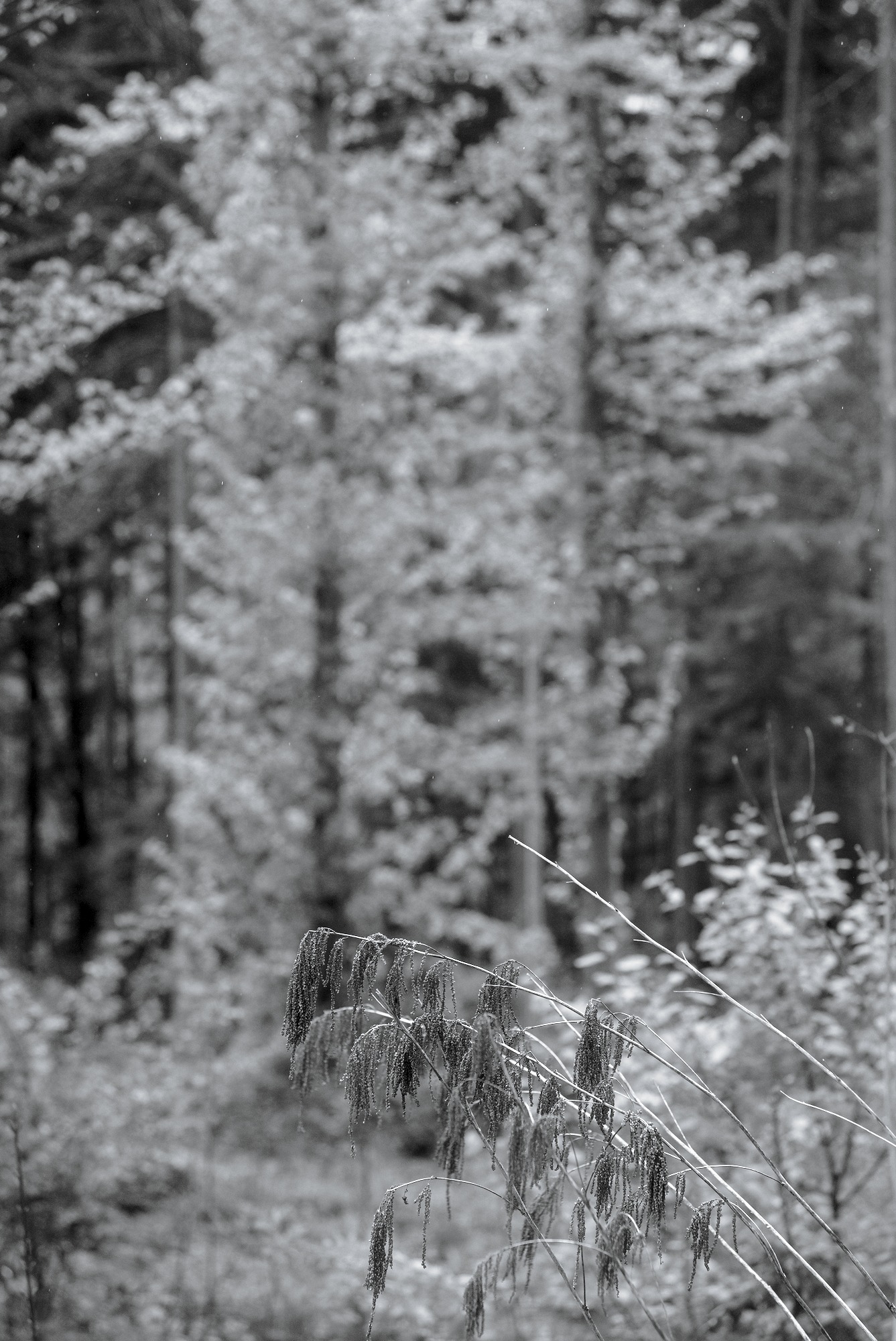 Dried Bride’s Feathers in Drizzle
